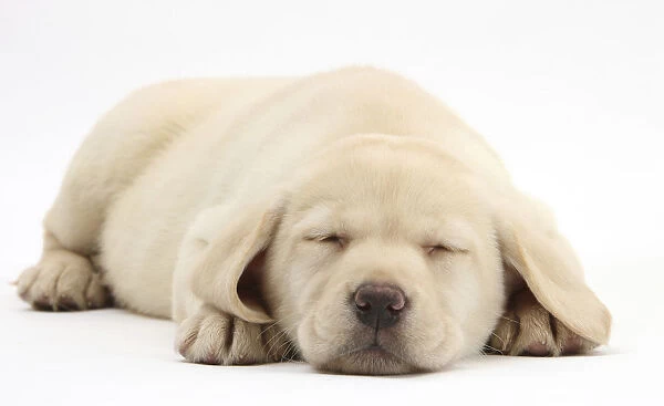 Sleeping Yellow Labrador Retriever pup, 8 weeks