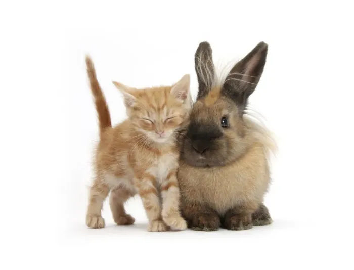 Framed Print : Sleepy ginger kitten and lionhead cross rabbit Framed Print : Sleepy ginger kitten and lionhead cross rabbit