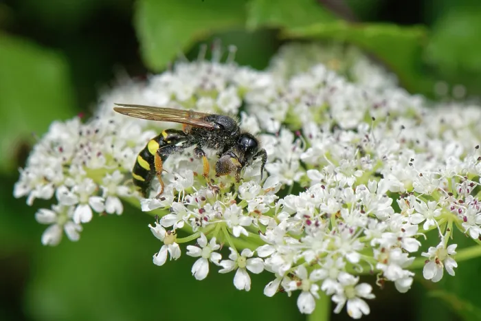 Framed Print : Slender-bodied digger wasp (Crabro cribrarius) male, nectaring on Common hogweed (Heracleum sphondylium) flowers, Kenfig National Nature Reserve, Glamorgan, Wales, UK. June