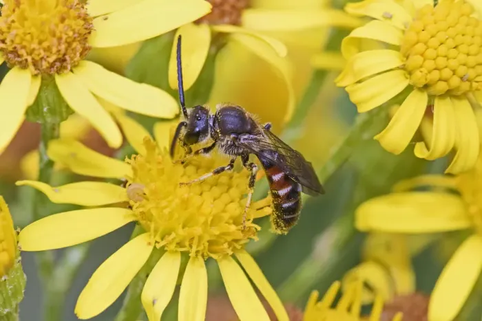 Framed Print : Slender mining / Common furrow bee (Lasioglossum calceatum) feeding on ragwort Brockley Framed Print : Slender mining / Common furrow bee (Lasioglossum calceatum) feeding on ragwort Brockley