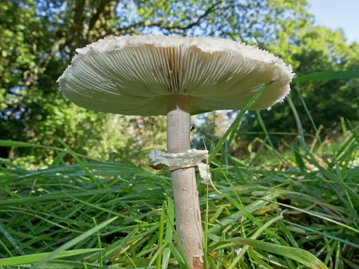 Framed Print : Slender parasol (Macrolepiota mastoidea) mushroom, Coulsdon Common, Surrey, England, UK. October Framed Print : Slender parasol (Macrolepiota mastoidea) mushroom, Coulsdon Common, Surrey, England, UK. October
