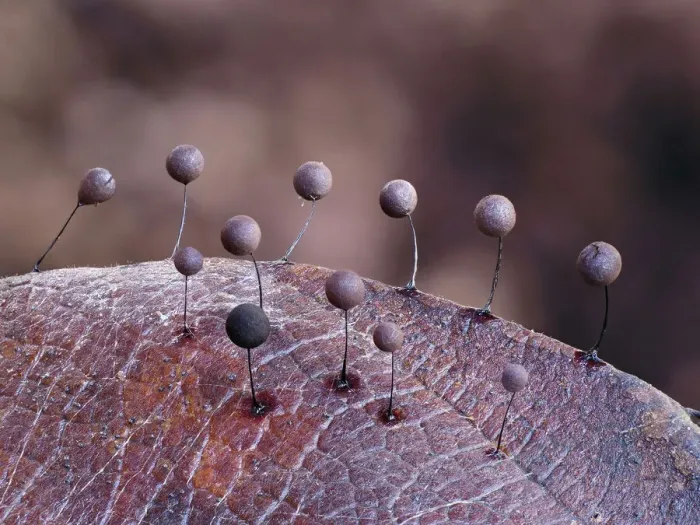 Framed Print : Slime mould (Comatricha lurida) 2mm tall sporangia growing on the surface of a leaf