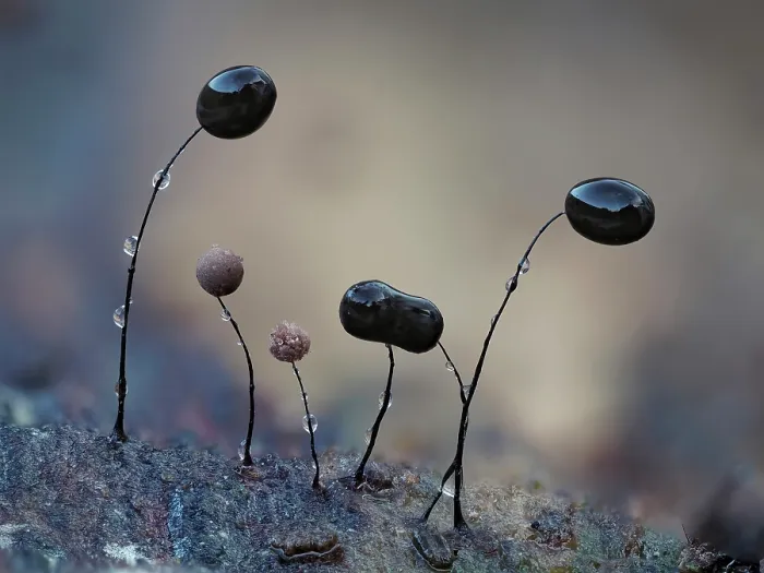 Framed Print : Slime mould (Comatrichia alta) mature group with some starting to produce spores, Buckinghamshire, England, UK. October. Focus stacked Framed Print : Slime mould (Comatrichia alta) mature group with some starting to produce spores, Buckinghamshire, England, UK. October. Focus stacked