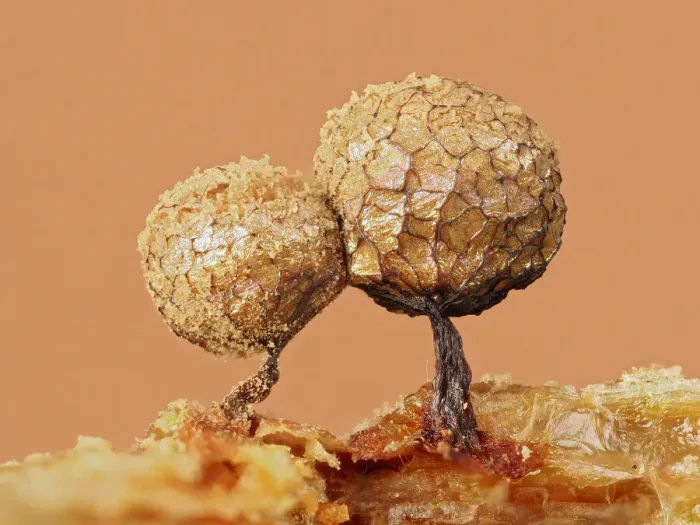 Framed Print : Slime mould (Cribraria argillacea), mature sporangia with cages that contain the spores Framed Print : Slime mould (Cribraria argillacea), mature sporangia with cages that contain the spores