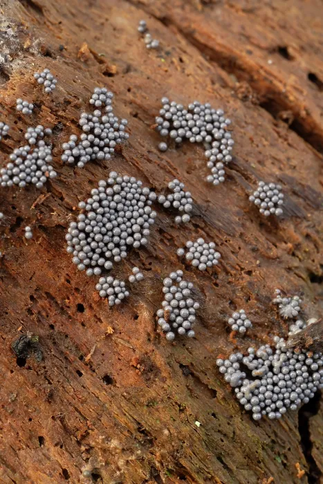 Framed Print : Slime mould (Cribraria argillacea) growing on rotten log, Surrey, England, UK. October Framed Print : Slime mould (Cribraria argillacea) growing on rotten log, Surrey, England, UK. October