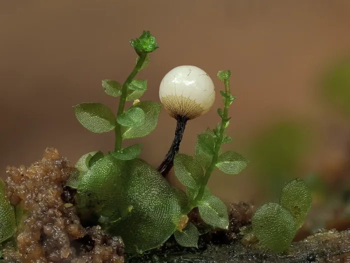 Framed Print : Slime mould (Cribraria rufa) single immature sporangia around 1mm tall among tiny Liverworts, Buckinghamshire, England, UK. July. Focus stacked image Framed Print : Slime mould (Cribraria rufa) single immature sporangia around 1mm tall among tiny Liverworts, Buckinghamshire, England, UK. July. Focus stacked image