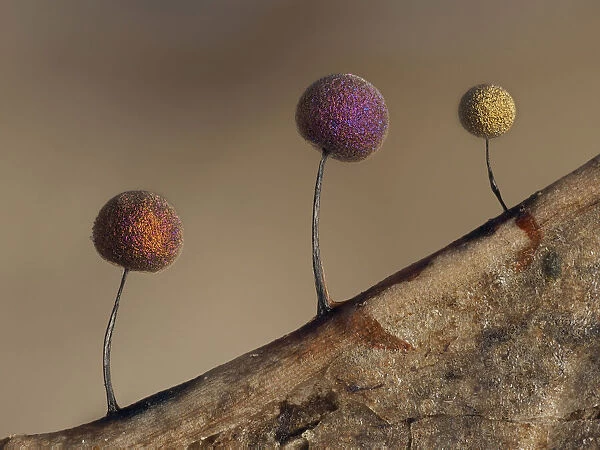 Slime mould (Lamproderma scintillans), super close up of sporangia growing along the edge
