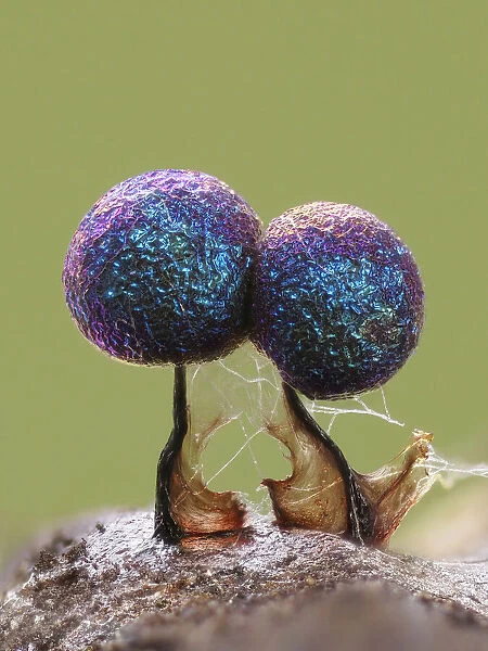Slime mould (Lamproderma scintillans) super close up of 1mm tall sporangia