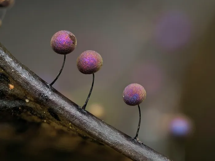 Framed Print : Slime mould (Lamproderma scintillans) three 1mm tall sporangia on edge of Holy leaf showing multi-coloured irridescent form, Buckinghamshire, England, UK. January. Focus stacked Framed Print : Slime mould (Lamproderma scintillans) three 1mm tall sporangia on edge of Holy leaf showing multi-coloured irridescent form, Buckinghamshire, England, UK. January. Focus stacked