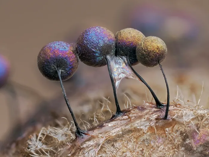 Framed Print : Slime mould (Lamproderma scintillans) group of four 1mm tall sporangia on decaying Bracken frond, Buckinghamshire, England, UK. March. Focus stacked Framed Print : Slime mould (Lamproderma scintillans) group of four 1mm tall sporangia on decaying Bracken frond, Buckinghamshire, England, UK. March. Focus stacked