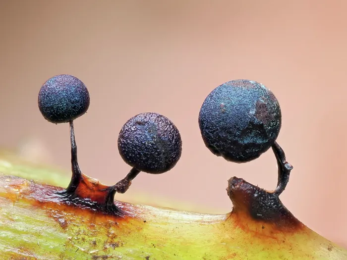 Framed Print : Slime mould (Lamproderma scintillans) three mature sporangia on Bramble stem, Buckinghamshire, England, UK. March. Focus stacked Framed Print : Slime mould (Lamproderma scintillans) three mature sporangia on Bramble stem, Buckinghamshire, England, UK. March. Focus stacked