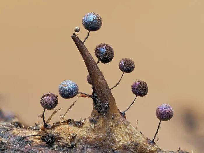 Framed Print : Slime mould (Lamproderma scintillans) maturing sporangia starting to release spores on Bramble thorn, Buckinghamshire, England, UK. March. Focus stacked Framed Print : Slime mould (Lamproderma scintillans) maturing sporangia starting to release spores on Bramble thorn, Buckinghamshire, England, UK. March. Focus stacked