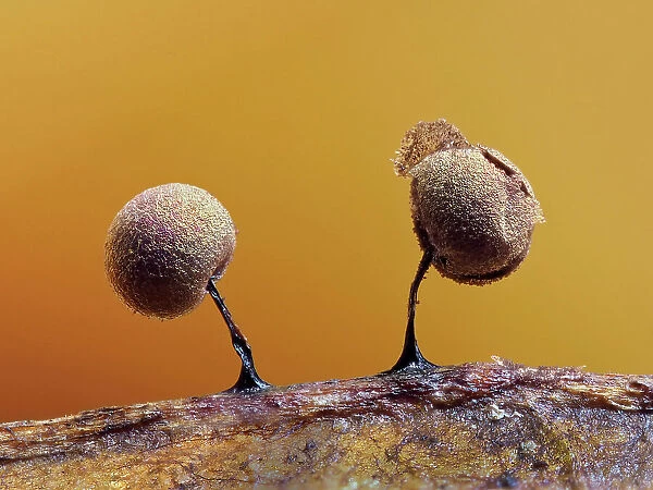 Two Slime mould (Lamproderma scintillans) sporangia, around one millimeter tall, forming on decaying leaf, with peridium split open. Buckinghamshire, England, UK. February. Focus Stacked