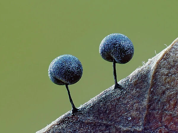Two Slime mould (Lamproderma scintillans) sporangia, around one millimeter tall, forming on decaying leaf. Buckinghamshire, England, UK. February. Focus Stacked