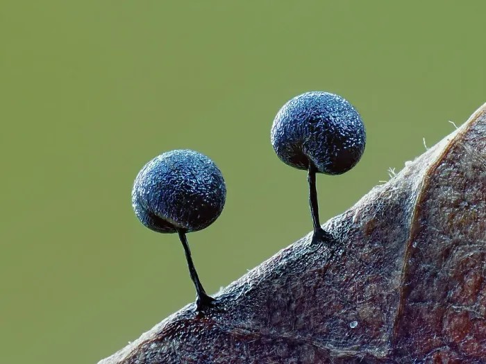 Framed Print : Two Slime mould (Lamproderma scintillans) sporangia, around one millimeter tall, forming on decaying leaf. Buckinghamshire, England, UK. February. Focus Stacked Framed Print : Two Slime mould (Lamproderma scintillans) sporangia, around one millimeter tall, forming on decaying leaf. Buckinghamshire, England, UK. February. Focus Stacked