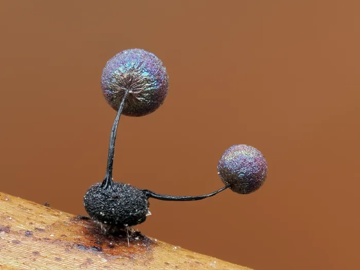 Framed Print : Slime mould (Lamproderma scintillans) two sporangia growing on slime mould (Didymium sp.), Buckinghamshire, England, UK. March. Focus stacked Framed Print : Slime mould (Lamproderma scintillans) two sporangia growing on slime mould (Didymium sp.), Buckinghamshire, England, UK. March. Focus stacked