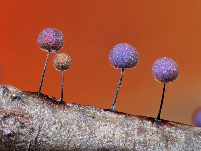 Framed Print : Slime mould (Lamproderma scintillans) sporangia showing iridescence, Buckinghamshire, England, UK. March. Focus stacked Framed Print : Slime mould (Lamproderma scintillans) sporangia showing iridescence, Buckinghamshire, England, UK. March. Focus stacked
