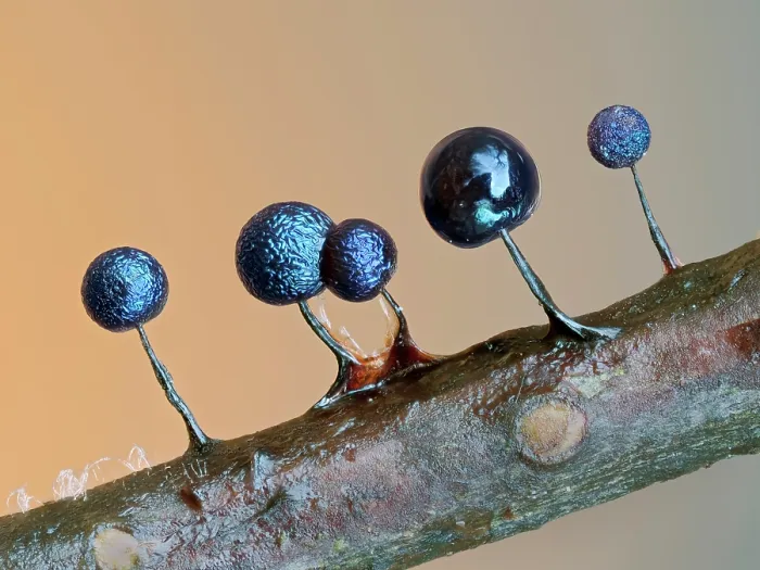Framed Print : Slime mould (Lamproderma scintillans) sporangia on tiny twig showing peridium starting to dry and colour up, Buckinghamshire, England, UK. March. Focus stacked Framed Print : Slime mould (Lamproderma scintillans) sporangia on tiny twig showing peridium starting to dry and colour up, Buckinghamshire, England, UK. March. Focus stacked