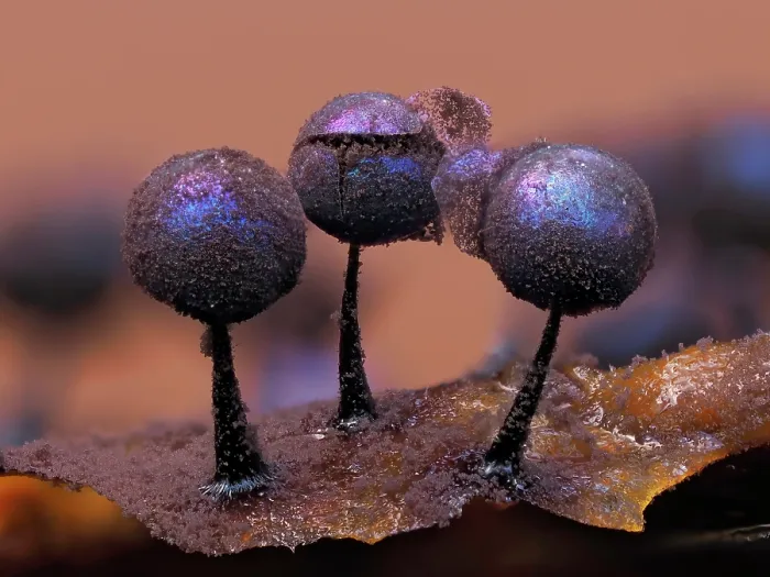 Framed Print : Slime mould (Lamproderma violaceum) three sporangia mature with peridium peeling back to reveal spores, Buckinghamshire, England, UK. December. Focus stacked Framed Print : Slime mould (Lamproderma violaceum) three sporangia mature with peridium peeling back to reveal spores, Buckinghamshire, England, UK. December. Focus stacked