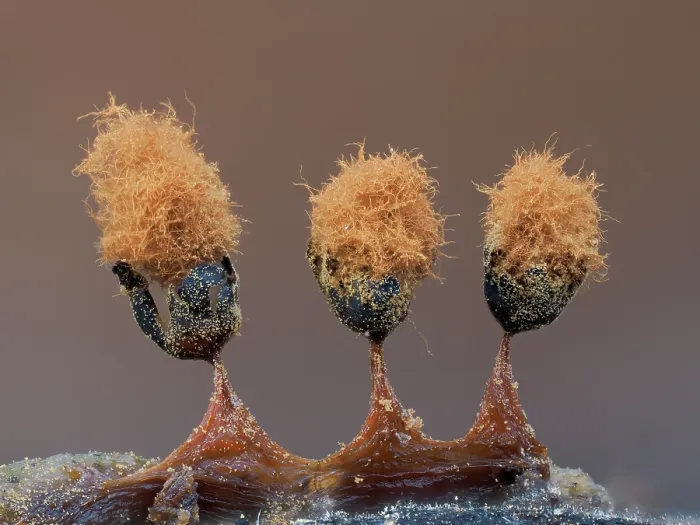 Framed Print : Slime mould (Metatrichia floriformis) three mature sporangia releasing spores, Buckinghamshire, England, UK. March. Focus stacked Framed Print : Slime mould (Metatrichia floriformis) three mature sporangia releasing spores, Buckinghamshire, England, UK. March. Focus stacked
