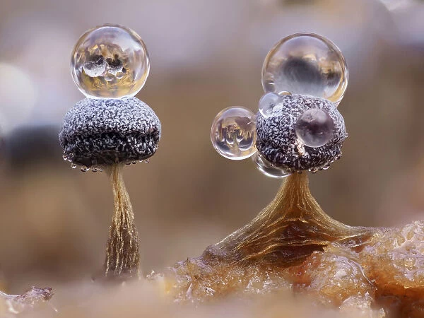 Slime mould (Physarum album), dew droplets on two sporangia, close-up