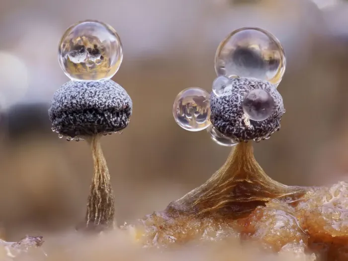 Framed Print : Slime mould (Physarum album), dew droplets on two sporangia, close-up Framed Print : Slime mould (Physarum album), dew droplets on two sporangia, close-up