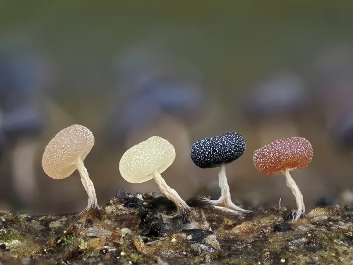 Framed Print : Slime mould (Physarum album) line of developing sporangia, changing colour as they develop, Buckinghamshire, England, UK. November. Focus stacked