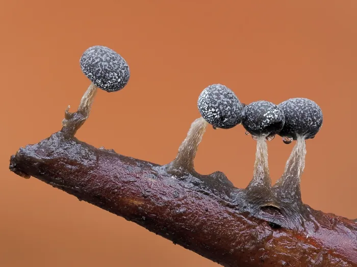 Framed Print : Slime mould (Physarum album) line of mature sporangia after rain, Buckinghamshire, England, UK. January. Focus stacked Framed Print : Slime mould (Physarum album) line of mature sporangia after rain, Buckinghamshire, England, UK. January. Focus stacked
