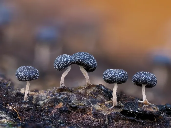 Framed Print : Slime mould (Physarum album) line of sporangia recently matured and dark coloured, Buckinghamshire, England, UK. November. Focus stacked Framed Print : Slime mould (Physarum album) line of sporangia recently matured and dark coloured, Buckinghamshire, England, UK. November. Focus stacked