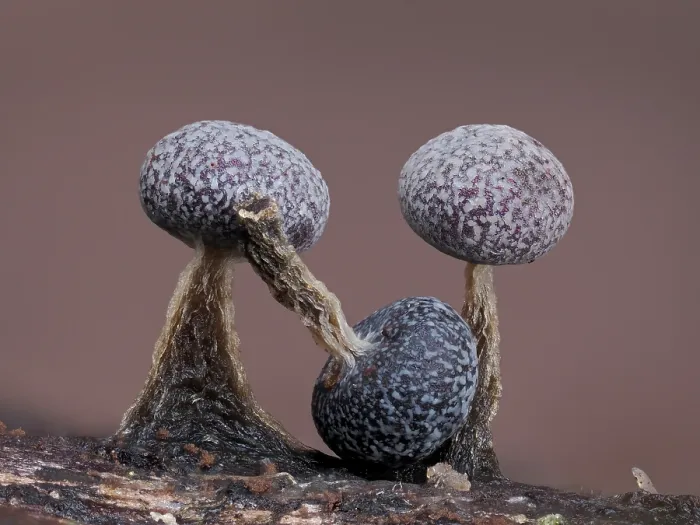 Framed Print : Slime mould (Physarum album) three sporangia, one broken off, Buckinghamshire, England, UK. January. Focus stacked Framed Print : Slime mould (Physarum album) three sporangia, one broken off, Buckinghamshire, England, UK. January. Focus stacked