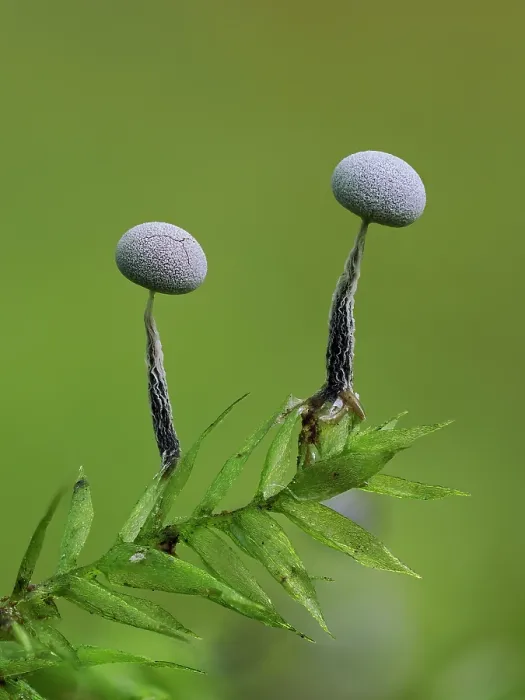 Framed Print : Slime mould (Physarum album) two sporangia developing on moss, the left one has begun to crack open to release it's spores, Buckinghamshire, England, UK. September. Focus stacked