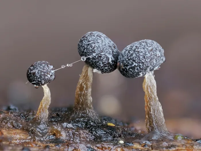 Framed Print : Slime mould (Physarum album) three sporangia after rain with tiny web connecting them, Buckinghamshire, England, UK. January. Focus stacked Framed Print : Slime mould (Physarum album) three sporangia after rain with tiny web connecting them, Buckinghamshire, England, UK. January. Focus stacked