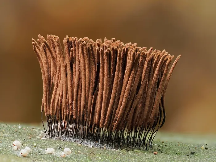 Framed Print : Slime mould (Stemonitis axifera) mature sporangia ready to disperse spores, Buckinghamshire, England, UK, July. Focus stacked Framed Print : Slime mould (Stemonitis axifera) mature sporangia ready to disperse spores, Buckinghamshire, England, UK, July. Focus stacked
