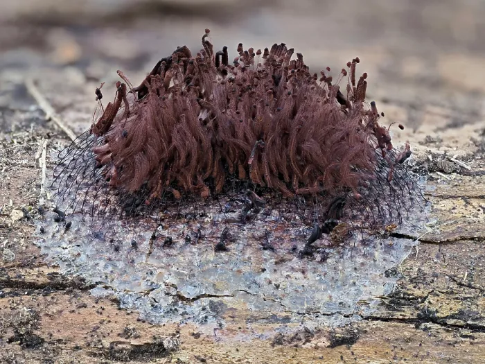Framed Print : Slime mould (Stemonitis flavogenita) sporangia showing capilittium with most spores dispersed, Hertfordshire, England, UK. May. Focus stacked. Taken 24 hours after picture 3 Framed Print : Slime mould (Stemonitis flavogenita) sporangia showing capilittium with most spores dispersed, Hertfordshire, England, UK. May. Focus stacked. Taken 24 hours after picture 3