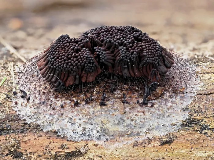 Framed Print : Slime mould (Stemonitis flavogenita) sporangia showing the colour change from original yellow colour, Hertfordshire, England, UK. May. Focus stacked Framed Print : Slime mould (Stemonitis flavogenita) sporangia showing the colour change from original yellow colour, Hertfordshire, England, UK. May. Focus stacked