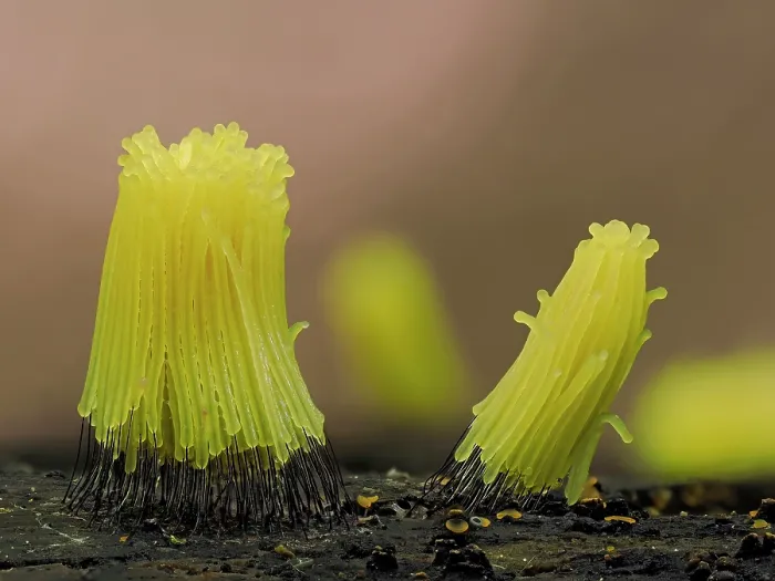 Framed Print : Slime mould (Stemonitis sp.) newly developed bright yellow specimens, Buckinghamshire, England, UK. September. Focus stacked