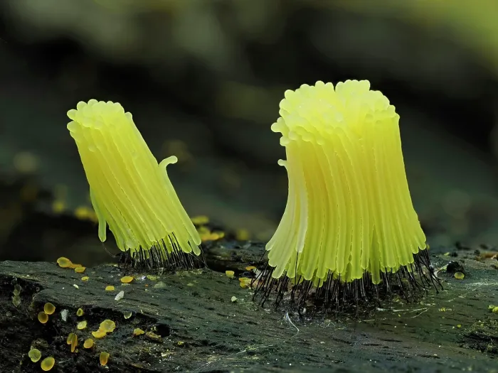 Framed Print : Slime mould (Stemonitis sp.) newly developed bright yellow specimens, Buckinghamshire, England, UK. September. Focus stacked Framed Print : Slime mould (Stemonitis sp.) newly developed bright yellow specimens, Buckinghamshire, England, UK. September. Focus stacked