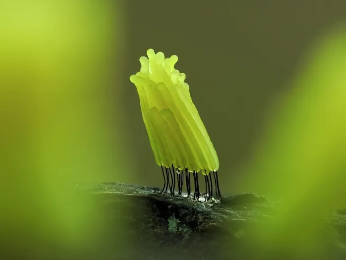 Framed Print : Slime mould (Stemonitis sp.) newly emerged bright yellow sporangia on rotting log, Buckinghamshire, England, UK. September. Focus stacked Framed Print : Slime mould (Stemonitis sp.) newly emerged bright yellow sporangia on rotting log, Buckinghamshire, England, UK. September. Focus stacked