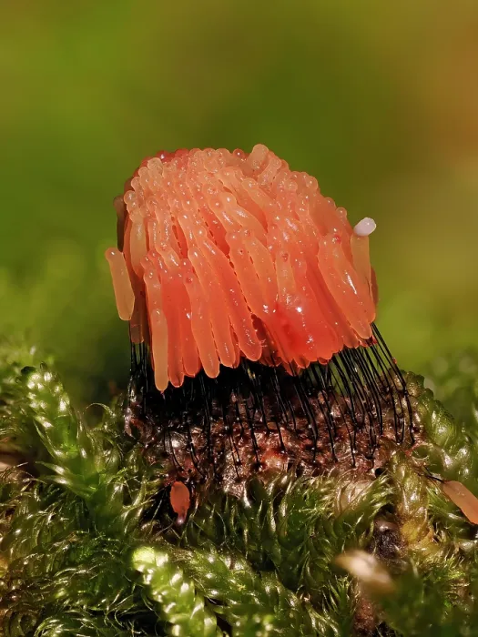 Framed Print : Slime mould (Stemonitis virginiensis) starting to mature and change to orange, Buckinghamshire, England, UK. October. Focus stacked. Sequence 1 of 3