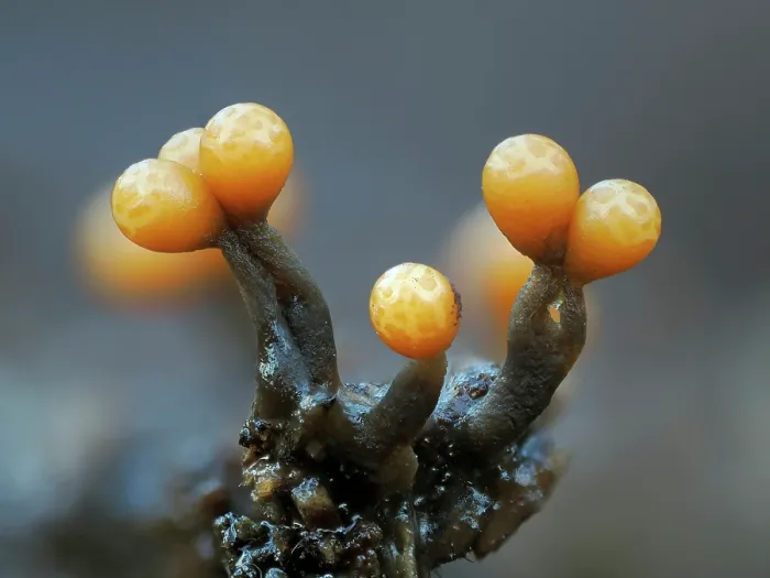 Framed Print : Slime mould (Trichia ambigua) newly developed sporangia on rotting Beech wood, Buckinghamshire, England, UK. December. Focus stacked Framed Print : Slime mould (Trichia ambigua) newly developed sporangia on rotting Beech wood, Buckinghamshire, England, UK. December. Focus stacked
