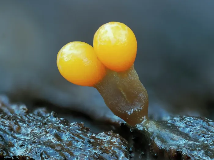 Framed Print : Slime mould (Trichia ambigua) newly developed sporangia on rotting Beech wood, Buckinghamshire, England, UK. December. Focus stacked