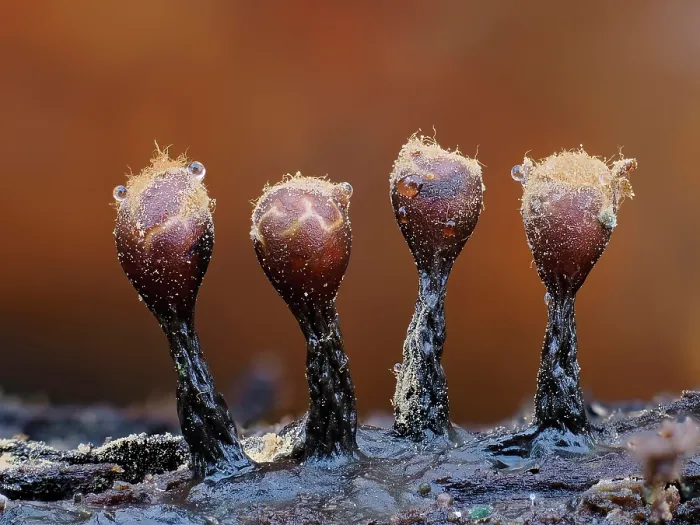 Framed Print : Slime mould (Trichia botrytis) four mature sporangia splitting open to reveal capilittium and disperse spores, Hertfordshire, England, UK. February. Focus stacked Framed Print : Slime mould (Trichia botrytis) four mature sporangia splitting open to reveal capilittium and disperse spores, Hertfordshire, England, UK. February. Focus stacked