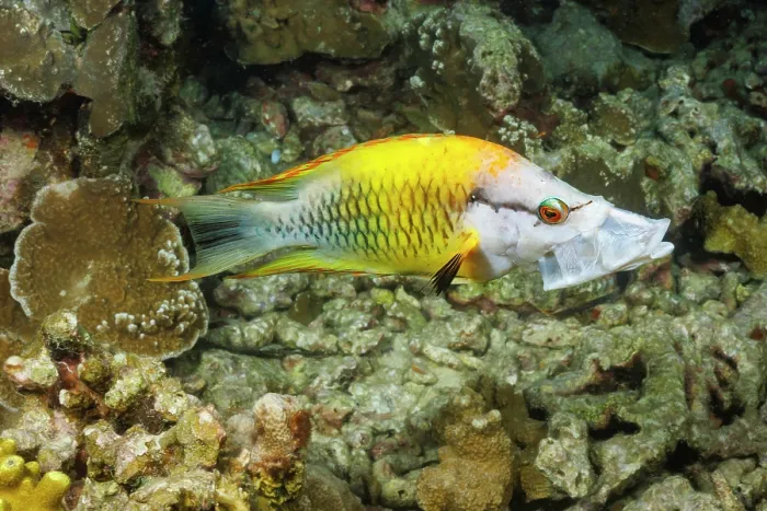 Framed Print : Slingjaw wrasse (Epibulus insidiator) female, initial yellow phase, portrait, Yap, Federated States of Micronesia, Pacific Ocean Framed Print : Slingjaw wrasse (Epibulus insidiator) female, initial yellow phase, portrait, Yap, Federated States of Micronesia, Pacific Ocean
