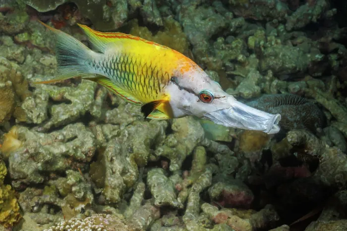 Framed Print : Slingjaw wrasse (Epibulus insidiator) female swimming over reef, Yap, Micronesia, Pacific Ocean Framed Print : Slingjaw wrasse (Epibulus insidiator) female swimming over reef, Yap, Micronesia, Pacific Ocean