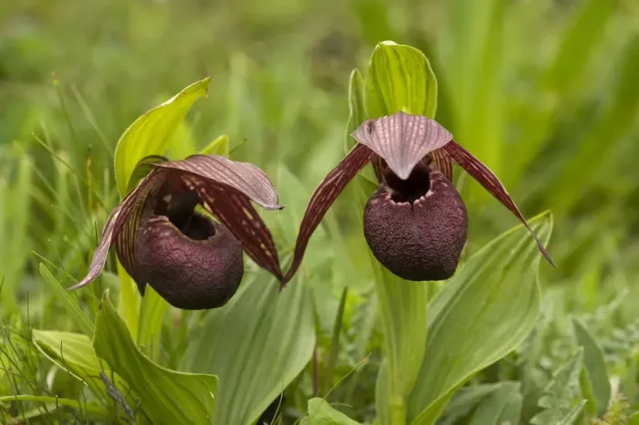 Framed Print : Slipper orchid (Cypripedium tibeticum), two flowers. Balangshan, Wolong, Sichuan Province, China Framed Print : Slipper orchid (Cypripedium tibeticum), two flowers. Balangshan, Wolong, Sichuan Province, China