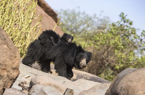 Sloth bear (Melursus ursinus) cub riding on mothers back, Daroiji Bear Sanctuary