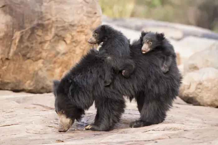 Framed Print : Sloth bear (Melursus ursinus) cubs riding on mothers back, Daroiji Bear Sanctuary Framed Print : Sloth bear (Melursus ursinus) cubs riding on mothers back, Daroiji Bear Sanctuary