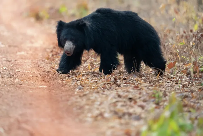 Framed Print : Sloth bear (Melursus ursinus) female, walking on forest path, Tadoba Andhari Tiger Reserve, Chandrapur district, Maharashtra, India