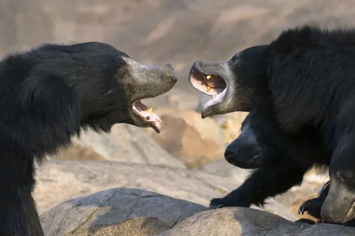 Framed Print : Sloth Bear (Melursus ursinus) female with large cubs (on right) trying to fight off rogue male Framed Print : Sloth Bear (Melursus ursinus) female with large cubs (on right) trying to fight off rogue male