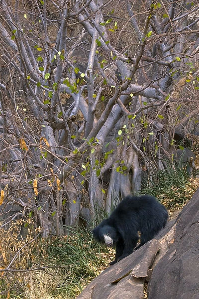 Sloth Bear (Melursus ursinus) under a fig tree. Karnataka, India, March